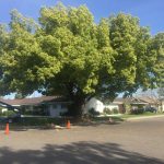 lone oak tree service, central valley, oakdale, tree care, escalon, stockton, modesto