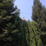lone oak tree service, tree pruning, oakdale, winton, central valley
