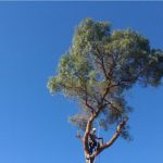 lone oak tree service, lone oak, tree service, tree, service, tree trimming, tree removal, stump grinding, pruning, professional tree service, oakdale, oakdale tree services, california tree services, central valley tree service, central valley, ceres, modesto