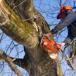 lone oak tree service, lone oak, tree service, tree, service, tree trimming, tree removal, stump grinding, pruning, professional tree service, oakdale, oakdale tree services, california tree services, central valley tree service, central valley, stockton, modesto