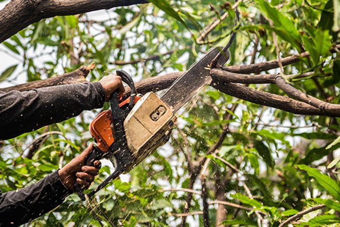 lone oak tree service, lone oak, tree service, tree, service, tree trimming, tree removal, stump grinding, pruning, professional tree service, oakdale, oakdale tree services, california tree services, central valley tree service, central valley, modesto