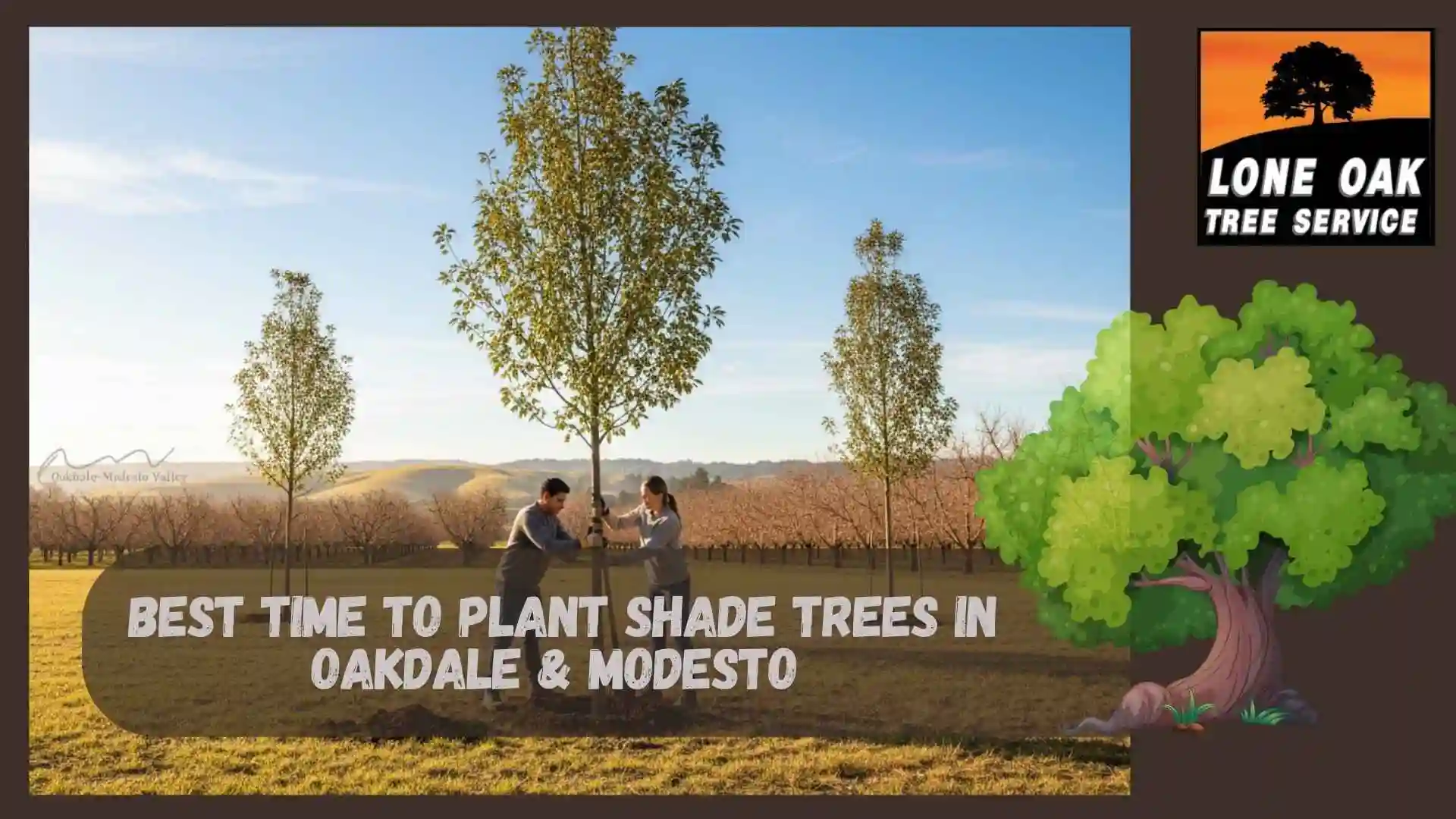 Best Time to Plant Shade Trees in Oakdale & Modesto