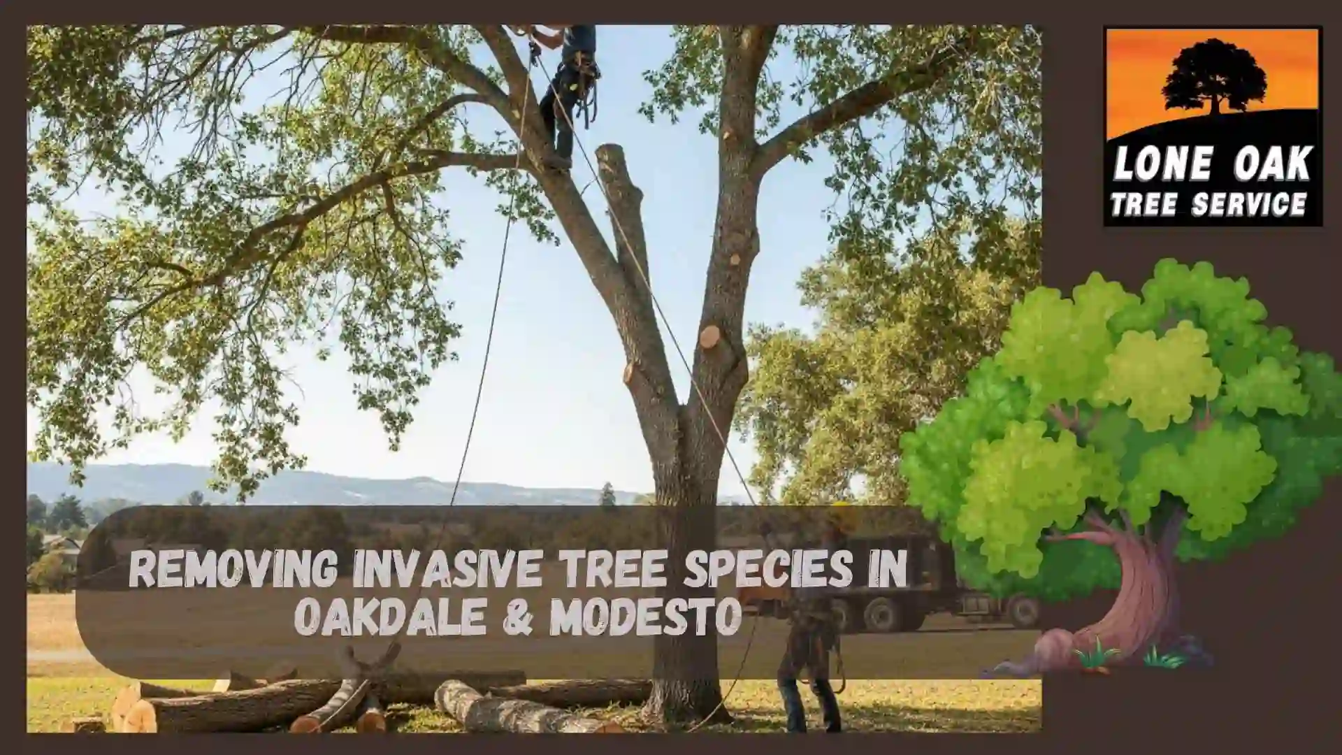 Removing Invasive Tree Species in Oakdale & Modesto