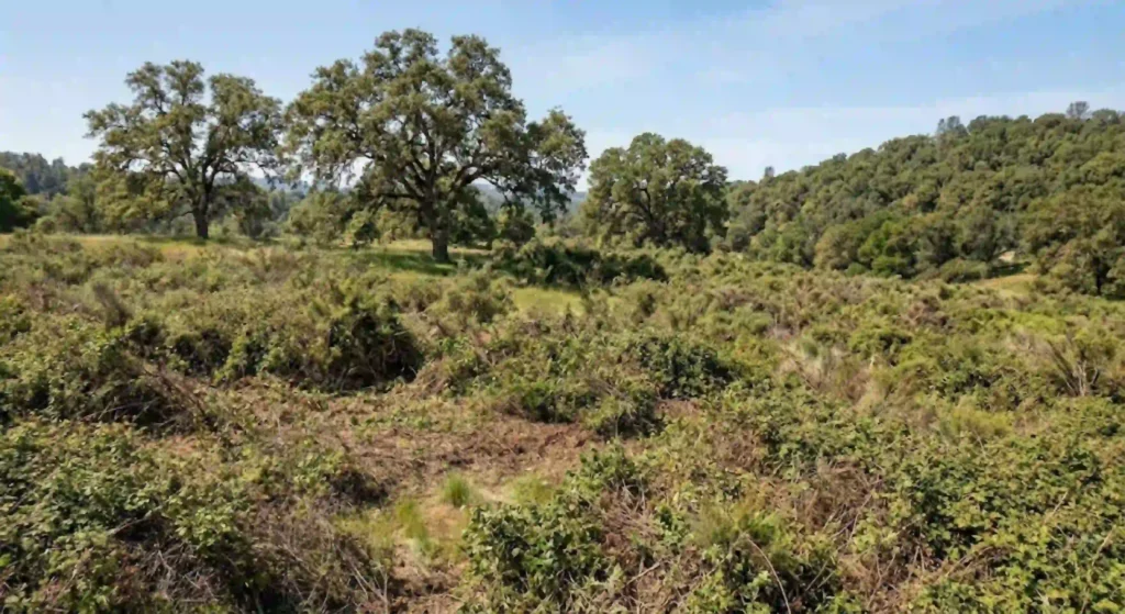 overgrown land before clearing