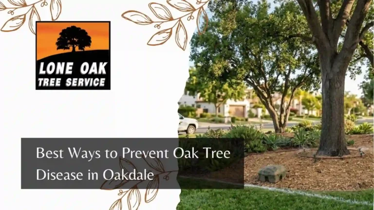Best Ways to Prevent Oak Tree Disease in Oakdale