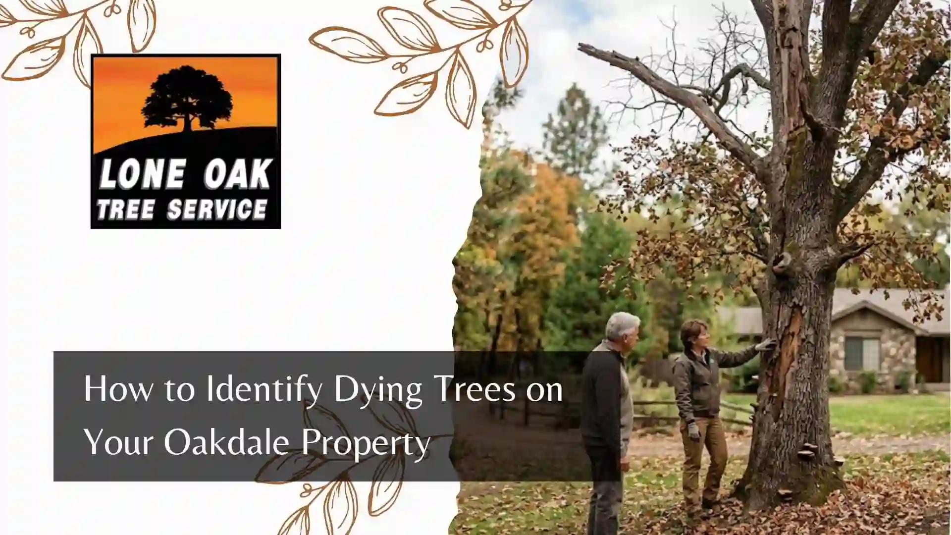 How to Identify Dying Trees on Your Oakdale Property